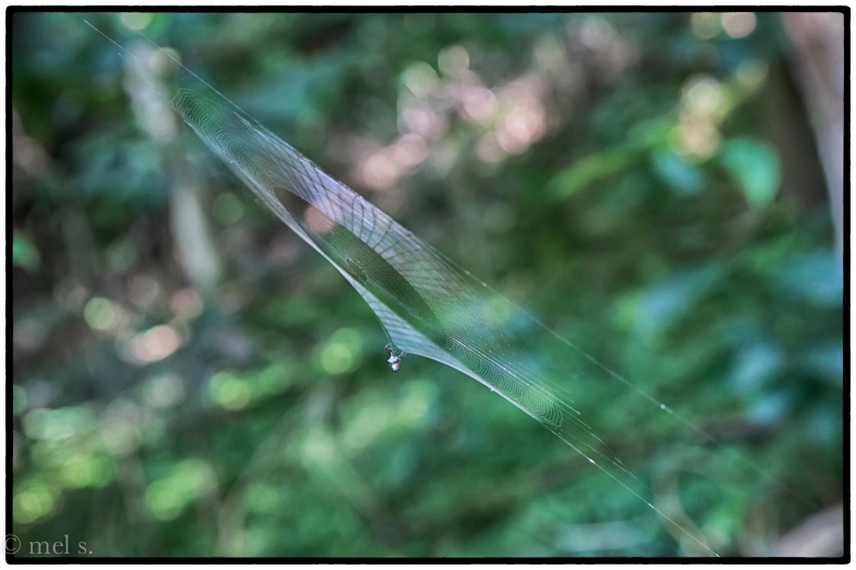 Great Falls Spiderweb